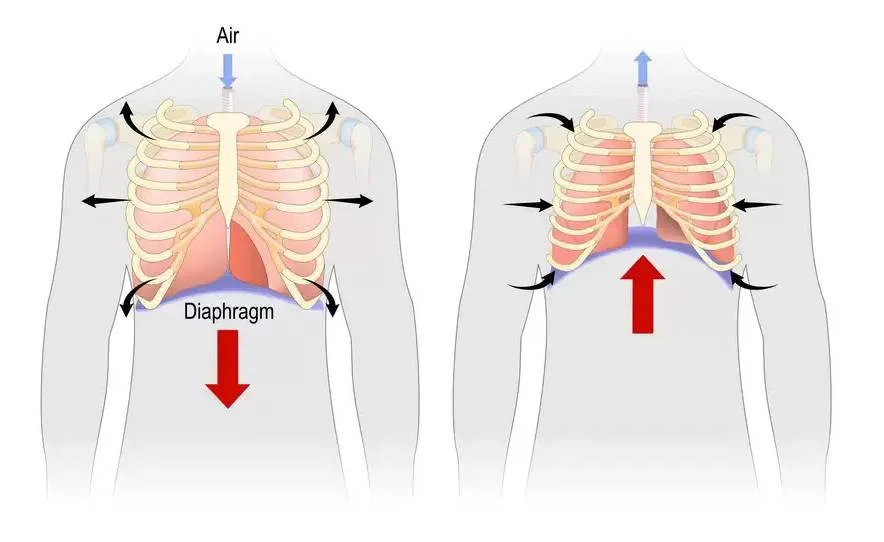 Diaphragm