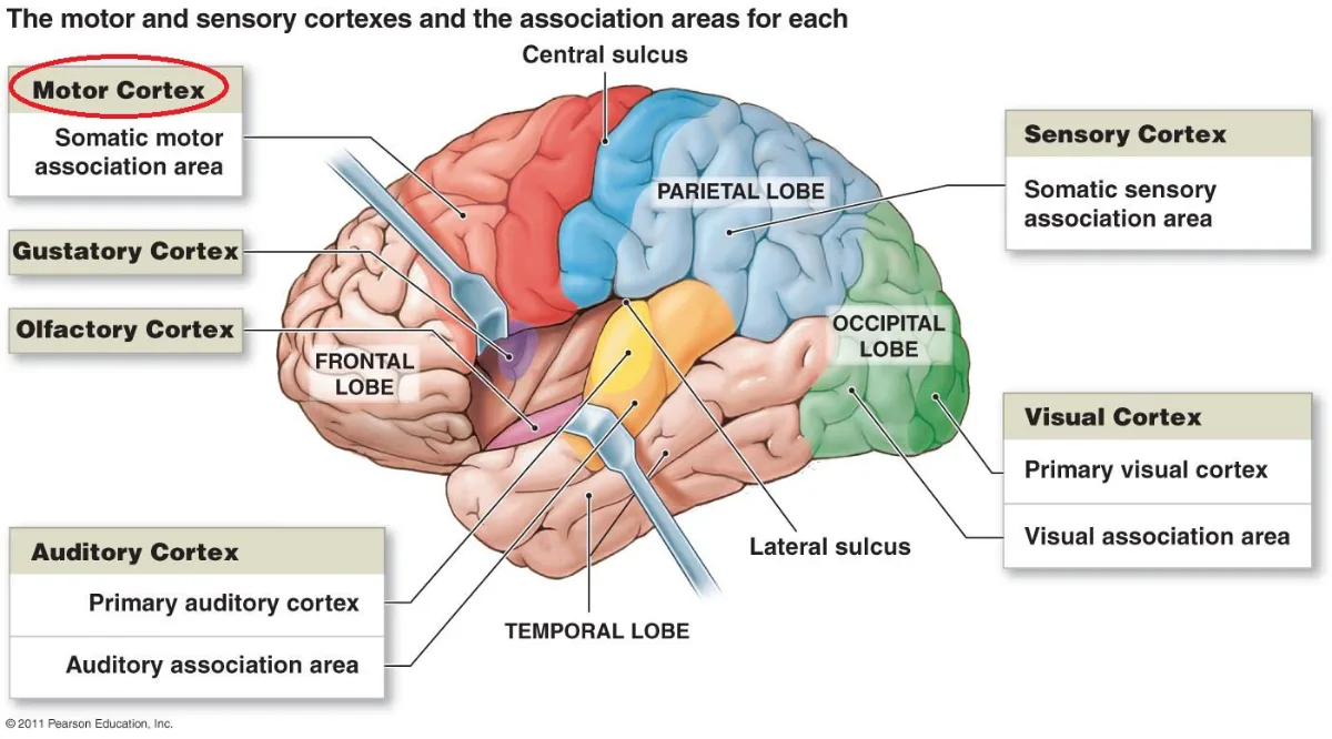Image of the brain's motor cortex