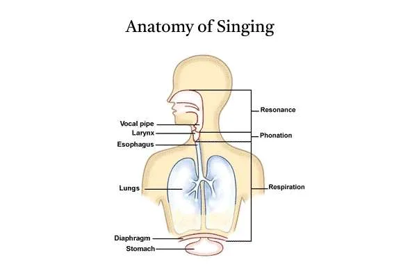 How the human voice works